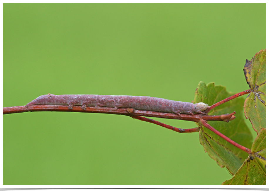 Parallelia bistriaris
Maple Looper
Bibb County, Alabama